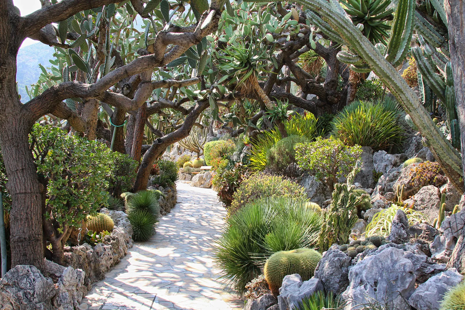 Jardin Exotique de Monaco 3